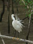 Aigrette neigeuse