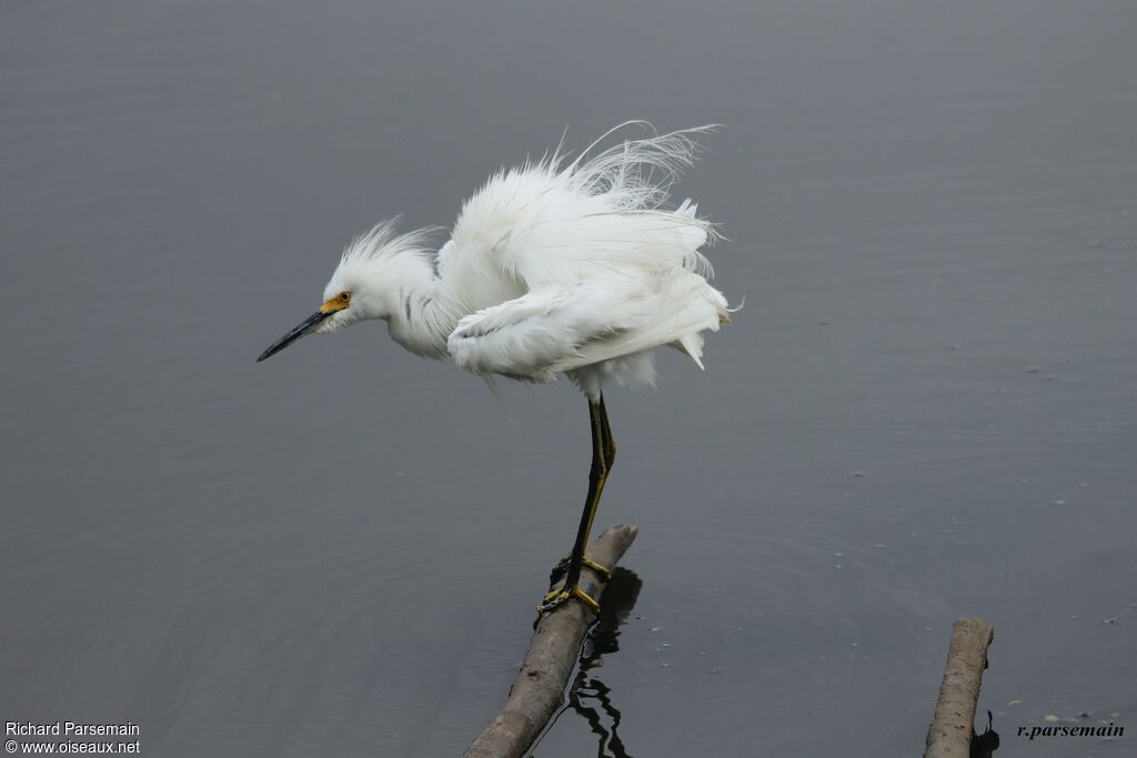 Aigrette neigeuseadulte