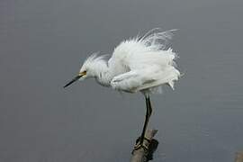 Snowy Egret