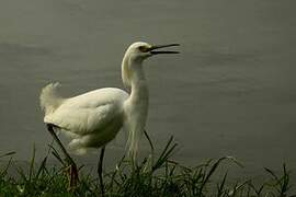 Aigrette neigeuse