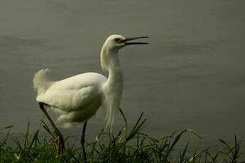 Aigrette neigeuse