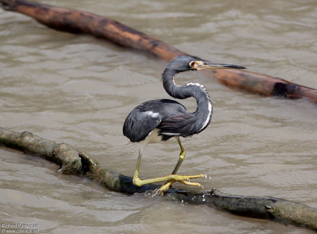 Aigrette tricolore