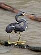 Aigrette tricolore