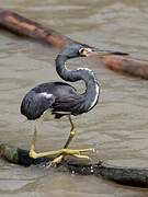 Tricolored Heron