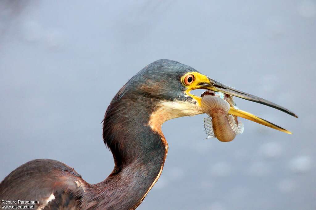 Tricolored Heronjuvenile, feeding habits, fishing/hunting