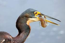 Aigrette tricolore