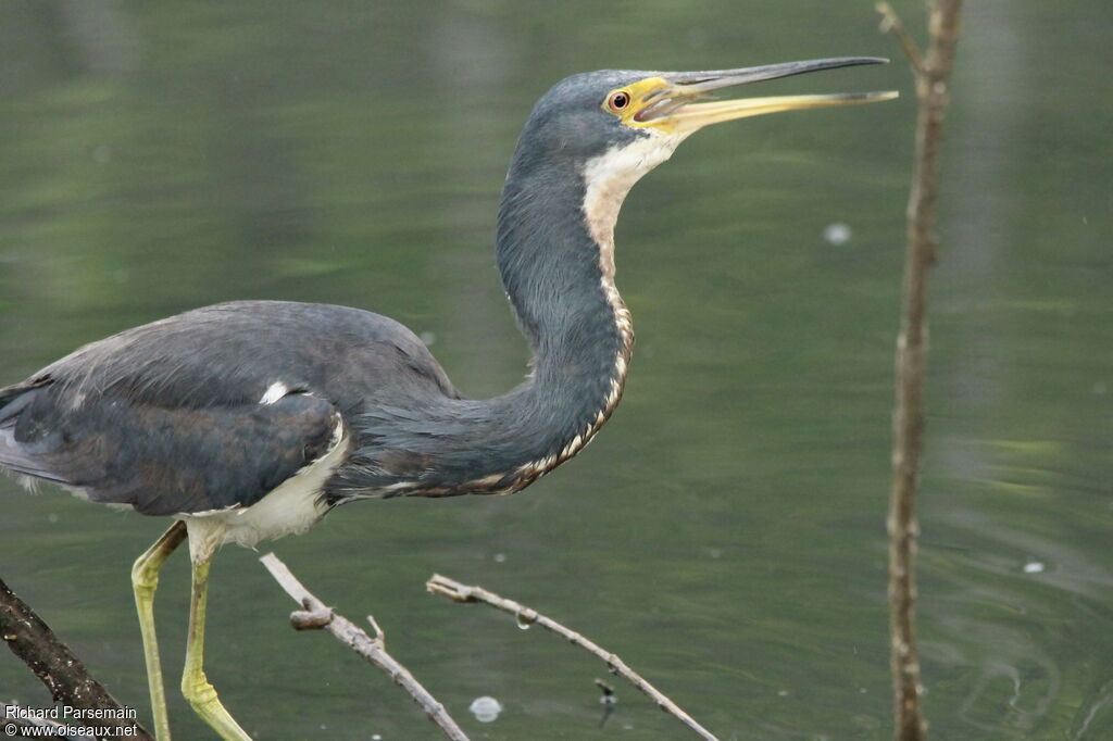 Tricolored Heronadult