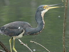 Tricolored Heron