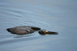 Tricolored Heron