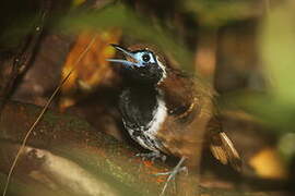 Ferruginous-backed Antbird