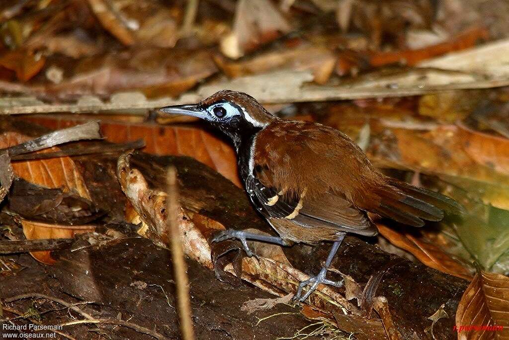 Ferruginous-backed Antbird male adult, identification