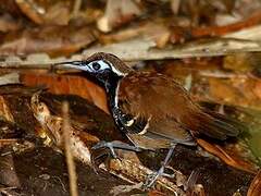 Ferruginous-backed Antbird