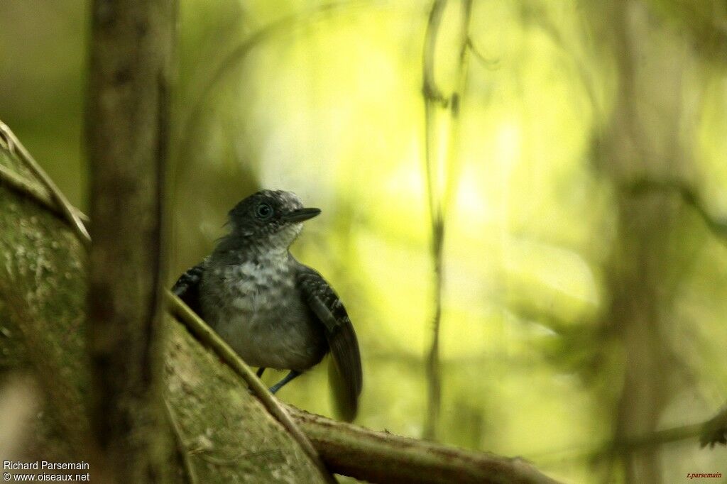 Black-chinned Antbird male adult, eats