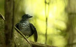 Black-chinned Antbird