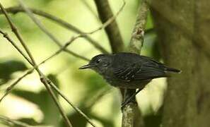 Black-chinned Antbird