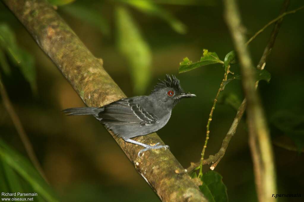 Black-headed Antbird male adult