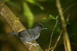 Black-headed Antbird