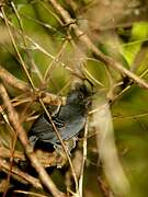 Black-headed Antbird