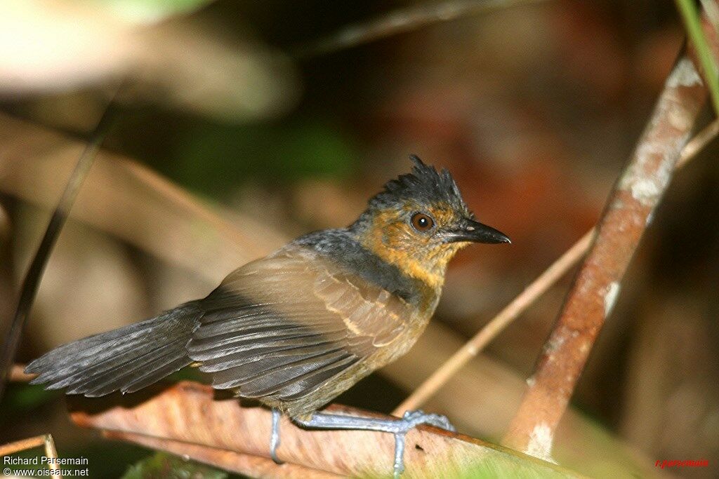 Black-headed Antbird female adult