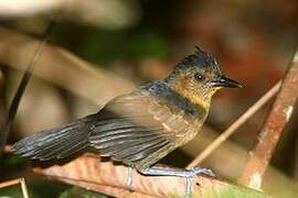 Black-headed Antbird