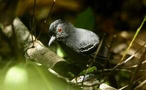 Black-headed Antbird