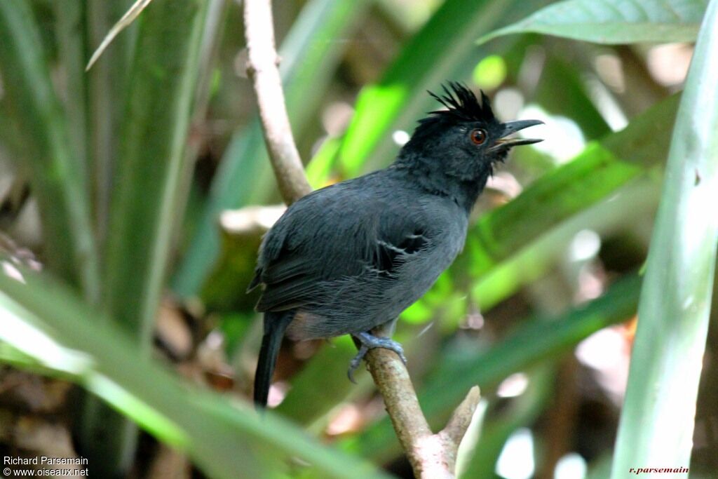 Black-headed Antbirdadult