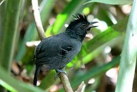 Black-headed Antbird