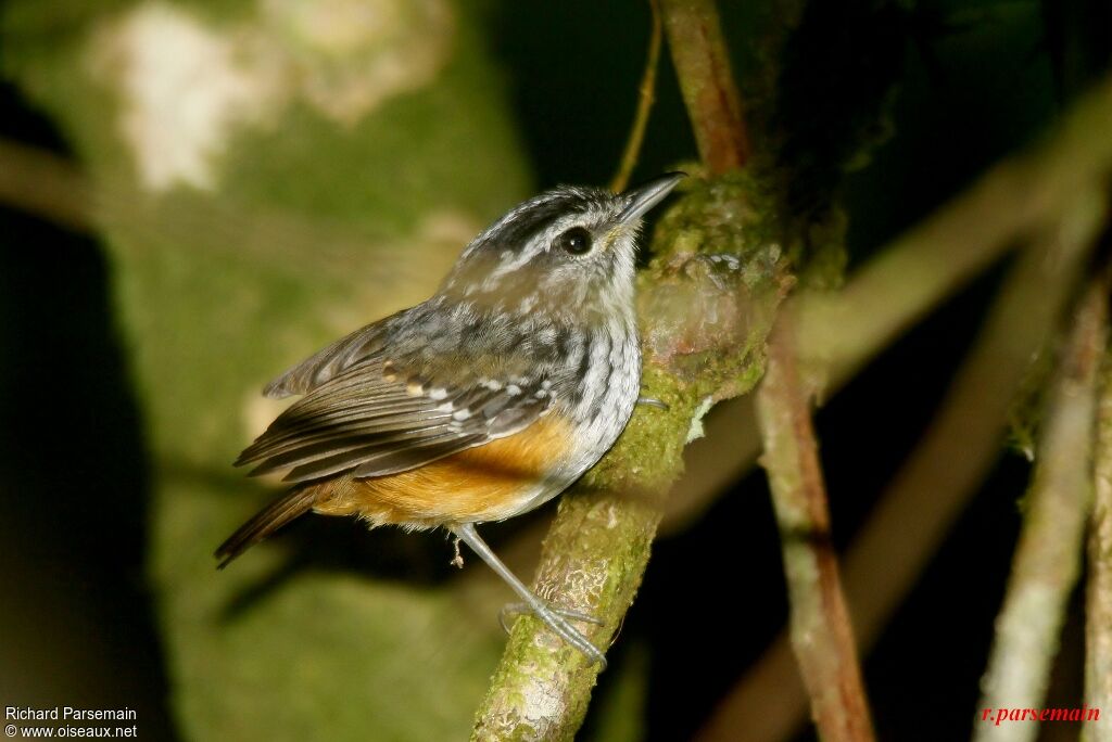 Guianan Warbling Antbird male adult