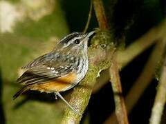 Guianan Warbling Antbird