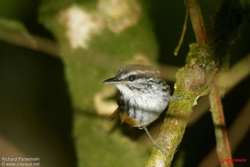Guianan Warbling Antbird male adult