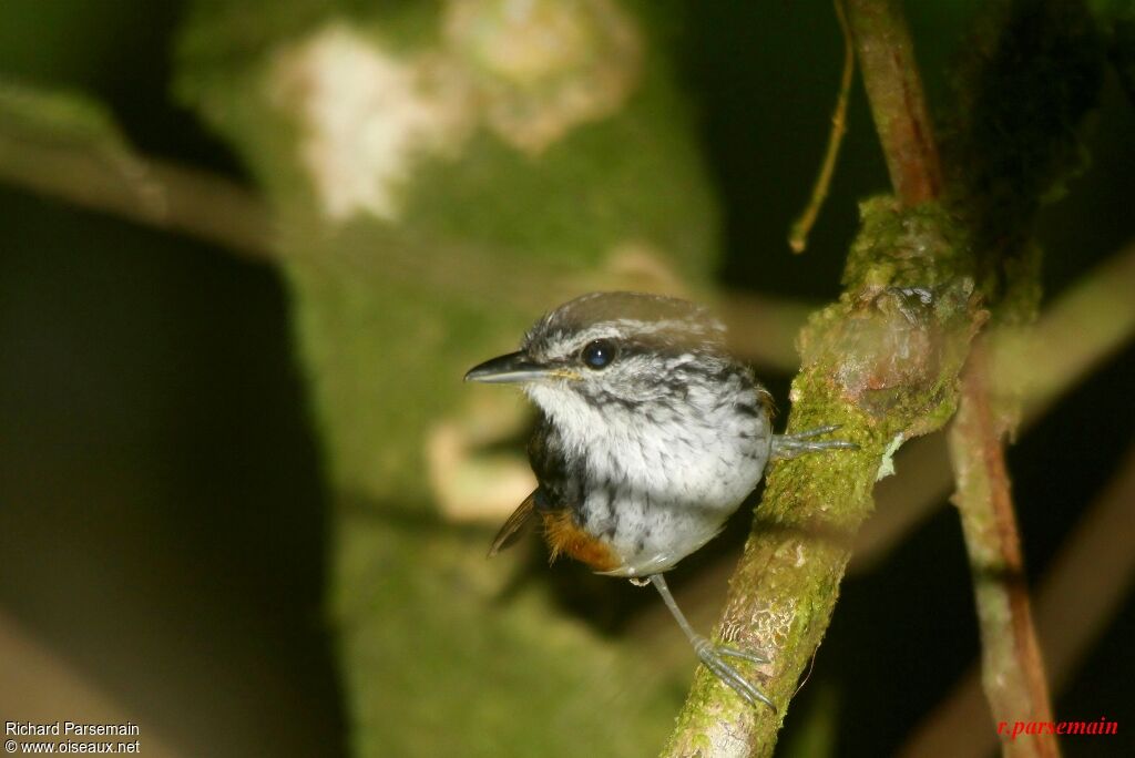 Guianan Warbling Antbird male adult