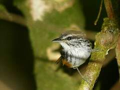 Guianan Warbling Antbird