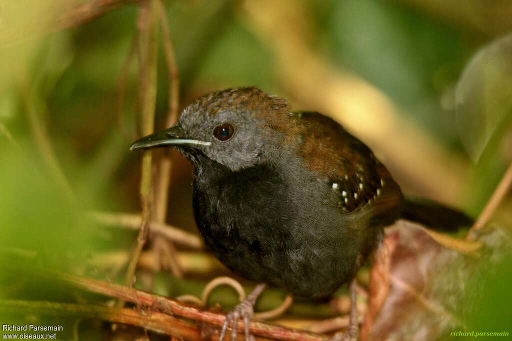 Black-throated Antbird male adult