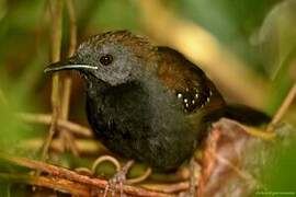 Black-throated Antbird