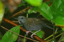 Black-throated Antbird