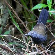 Black-throated Antbird