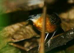 Black-throated Antbird