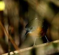 Black-throated Antbird