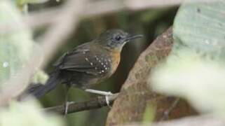 Black-throated Antbird