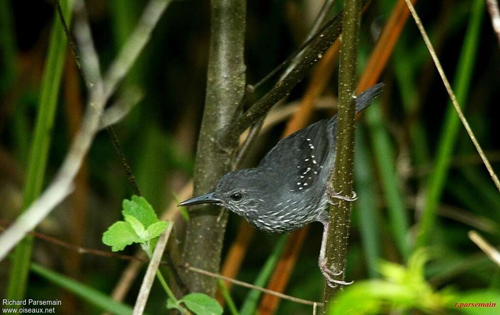 Silvered Antbird male adult, habitat, pigmentation, Behaviour