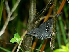 Silvered Antbird