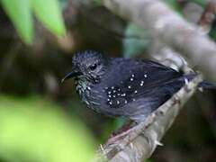 Silvered Antbird