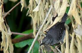 Silvered Antbird