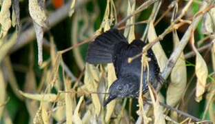 Silvered Antbird