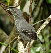 Silvered Antbird