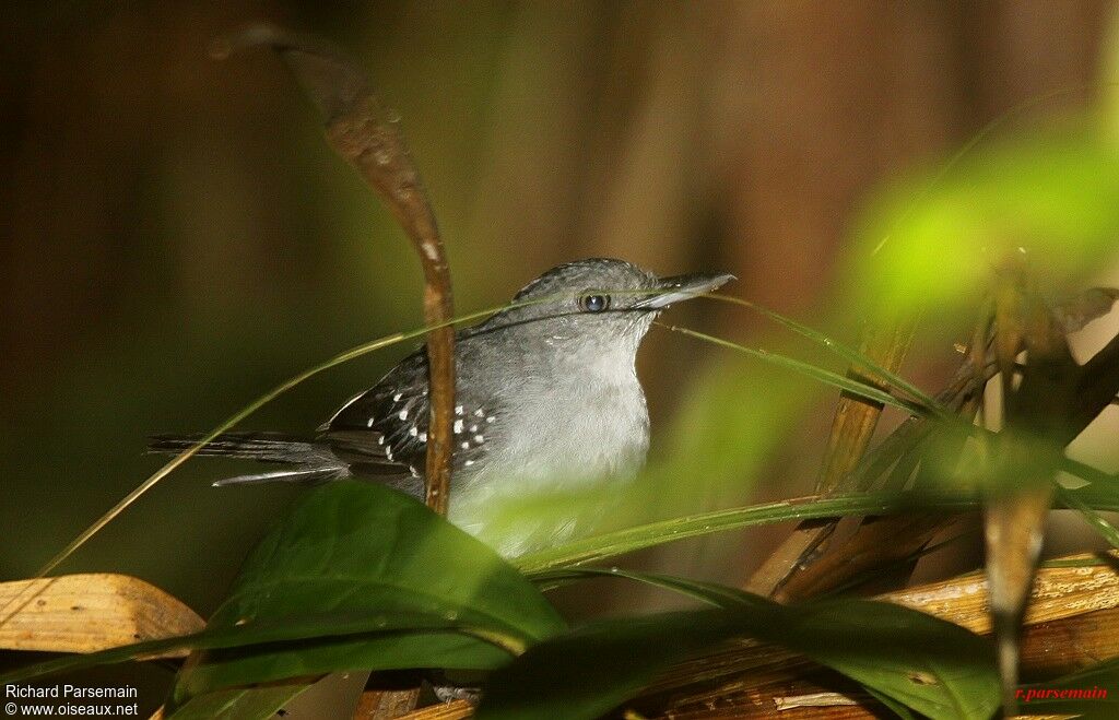 Spot-winged Antbird male adult