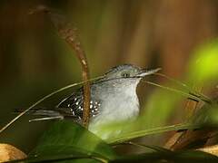 Spot-winged Antbird