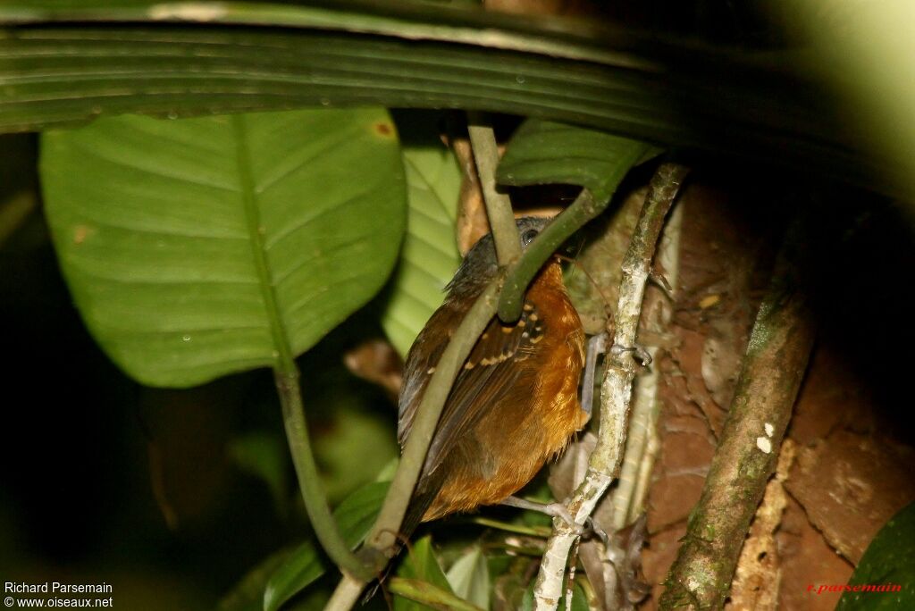 Spot-winged Antbird female adult