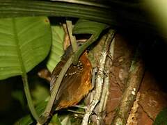 Spot-winged Antbird