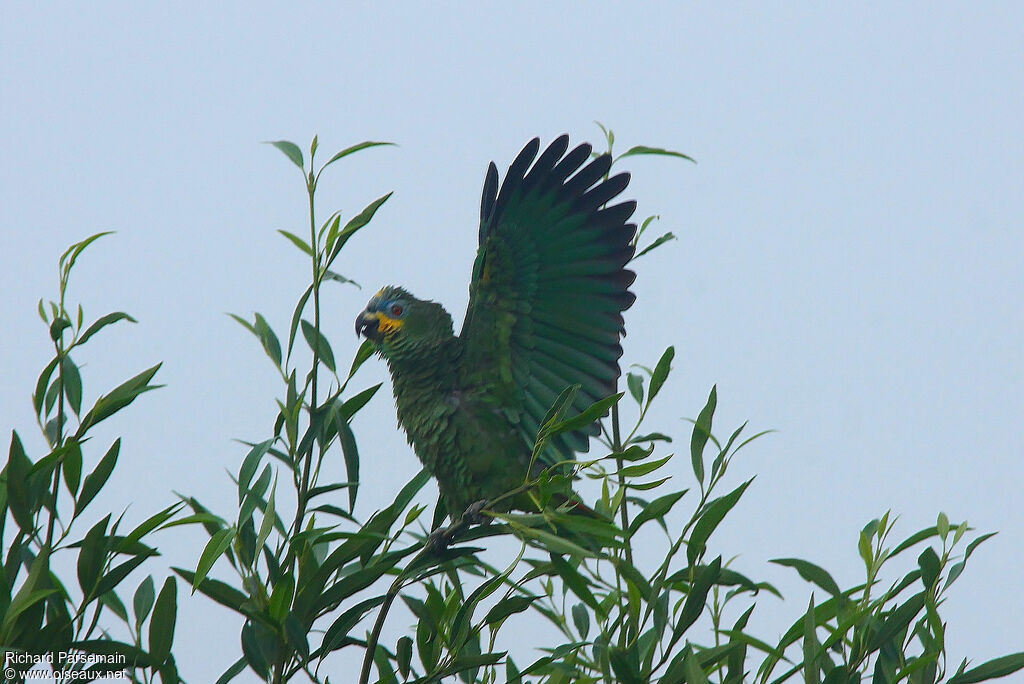 Orange-winged Amazonadult